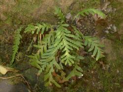 Notogrammitis heterophylla. Young plants with pinnatifid fronds growing on a clay bank.
 Image: L.R. Perrie © Te Papa CC BY-NC 3.0 NZ